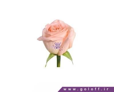 گل فروشی - گل رز هلندی تیفانی - Rose | گل آف